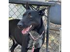 Adopt Odnata a Black Bull Terrier / Mixed dog in Edinburg, TX (37653564)