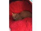 Adopt Garfield a Orange or Red Tabby Domestic Mediumhair (medium coat) cat in