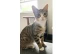 Adopt Ace a Brown Tabby Domestic Shorthair (short coat) cat in Xenia