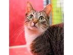 Adopt Eden 37 a Brown or Chocolate Manx / Mixed cat in Austin, TX (37793265)