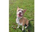 Adopt Georgie!! a Tan/Yellow/Fawn - with White Pit Bull Terrier / Mixed dog in