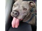 Adopt Duke - SENIOR! a Gray/Blue/Silver/Salt & Pepper American Staffordshire