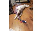 Adopt Yeti!! a White Pit Bull Terrier / Mixed dog in Rocklin, CA (37810497)
