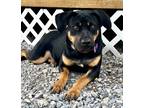 Adopt Sierra a Black Black Mouth Cur / Mountain Cur / Mixed dog in Port St.
