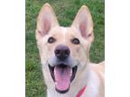 Adopt DUSTY a White - with Tan, Yellow or Fawn German Shepherd Dog / Mixed dog