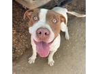 Adopt Bingo a American Pit Bull Terrier / Mixed dog in Stephenville