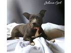 Adopt Johnnie Girl a Black - with White American Pit Bull Terrier / Mixed Breed