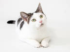 Adopt Squid a White Domestic Shorthair / Domestic Shorthair / Mixed cat in