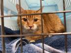 Adopt Willy Wonka a Orange or Red Domestic Shorthair / Mixed Breed (Medium) /