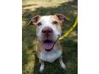 Adopt Dilbert - SENIOR! a Tan/Yellow/Fawn - with White Labrador Retriever / Pit