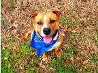 Adopt Kit a Tan/Yellow/Fawn - with White Pit Bull Terrier / Mixed dog in