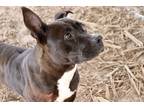 Adopt miss piggy a Black Mixed Breed (Medium) / Mixed dog in Fernandina Beach