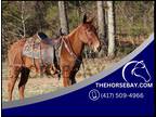 14.3HH Red Dun Trail/Pack and Hunting Mule - Available on [url removed]