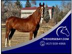 Dutch Harness Horse Mare - Available on [url removed]