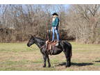Family Friendly Percheron Cross Mare, Rides and Drives, Gentle and Safe