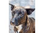 Adopt Charlotte a Labrador Retriever / Cattle Dog / Mixed dog in Fulton