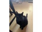 Adopt Brooks a Domestic Shorthair / Mixed (short coat) cat in Port Jervis
