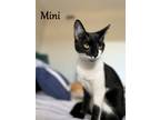 Adopt Mini a Domestic Shorthair / Mixed (short coat) cat in Hoover