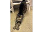 Adopt Frida a Domestic Shorthair / Mixed (short coat) cat in Portland