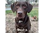 Adopt Sasha (Courtesy Post) a Labrador Retriever dog in Council Bluffs
