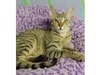 Adopt Drumstick a Domestic Shorthair / Mixed (short coat) cat in Ft.