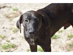 Adopt Romeo Woods a Labrador Retriever / Shepherd (Unknown Type) dog in Newton