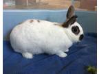 Adopt Tutko a White Dwarf / Mixed rabbit in Imperial Beach, CA (35235580)