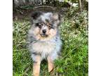 Pomeranian Puppy for sale in Los Angeles, CA, USA