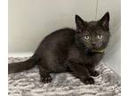 Horton Domestic Shorthair Kitten Male