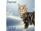Dancer Domestic Shorthair Young Male