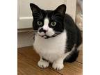 Catherine the Great Domestic Shorthair Adult Female