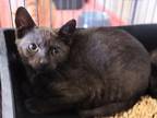Provalone Domestic Shorthair Young Male