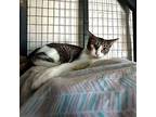 Dragonfly Domestic Shorthair Young Male