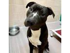 Ander American Pit Bull Terrier Adult Male