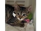 70319a Beau-Petco West Ashley Domestic Shorthair Kitten Male