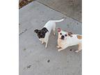 Hermione & Ruby Chihuahua Adult Female