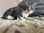 Trixie Domestic Shorthair Young Female