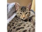 Malala Domestic Shorthair Kitten Female