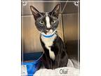 OLAF Domestic Shorthair Young Male