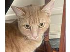 Ginger Domestic Shorthair Young Female