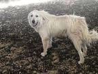 Sylvia Great Pyrenees Adult Female