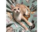 Biscuit Domestic Shorthair Kitten Male