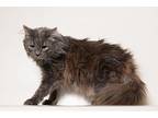 Libre Domestic Longhair Young Male