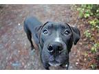 Ace Aka Finn Labrador Retriever Young Male