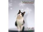 Meowzz Domestic Shorthair Young Male