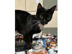 Olive Domestic Shorthair Young Female