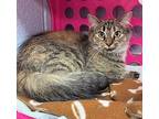Alva - very shy Maine Coon Young Female