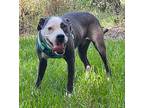 Taffy American Pit Bull Terrier Adult Female