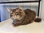 Minnie Domestic Mediumhair Adult Female