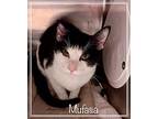 MUFASA Domestic Shorthair Kitten Male